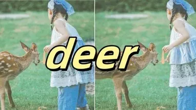 deer cover