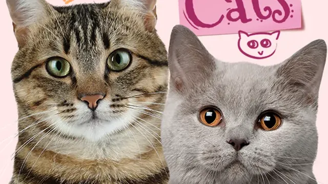 I Love Finding Cats cover