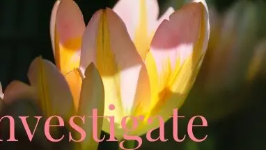 Investigate cover