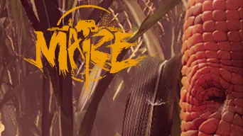 Maize cover