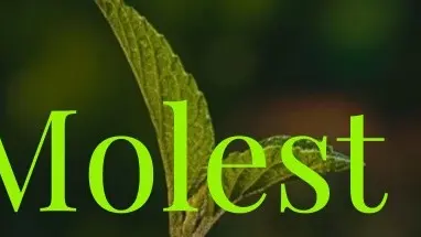Molest cover