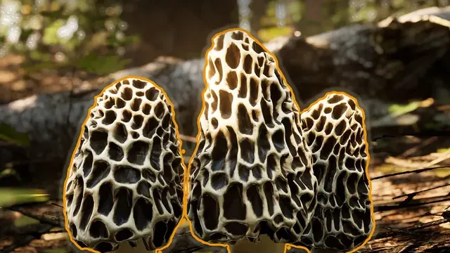 Morels The Hunt 2 cover
